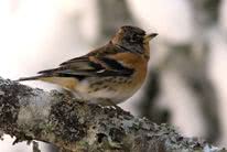 bird