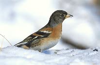 bird