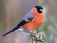 bird