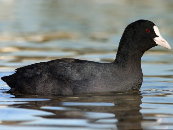 bird