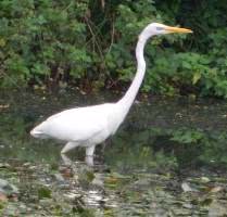 egret