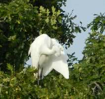 egret