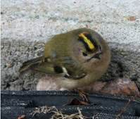 bird