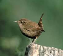 bird