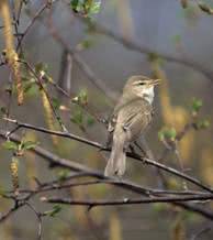 bird