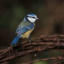 bird