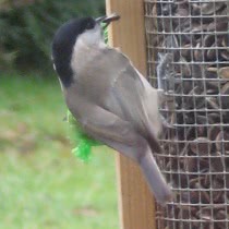 bird