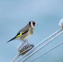 bird