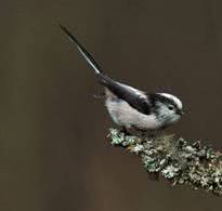 bird