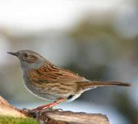 bird