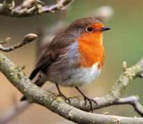 bird