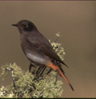 bird
