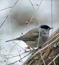 bird