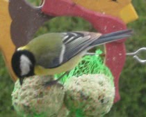 bird