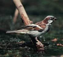 bird
