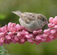 bird