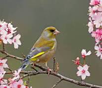 bird