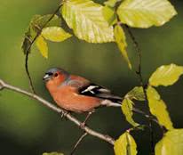 bird