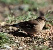 bird