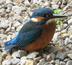 bird