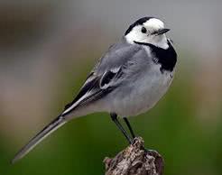 bird