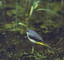 bird