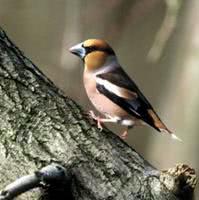 bird