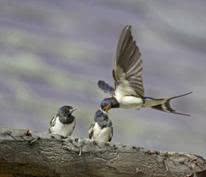bird