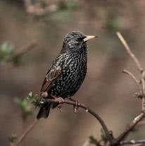 bird