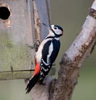 bird