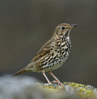 bird