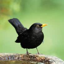 bird