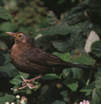bird