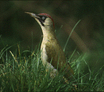 bird
