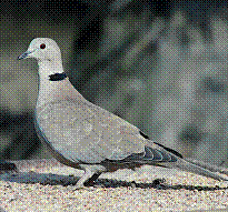 bird