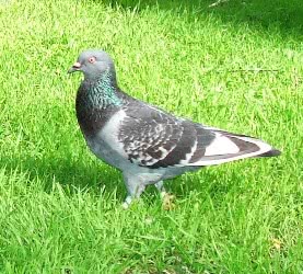 bird