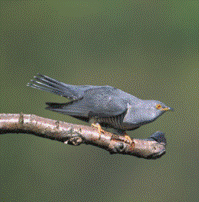 bird