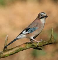 bird