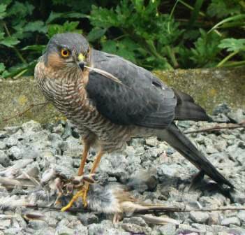 bird