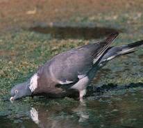 bird