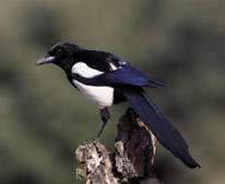 bird