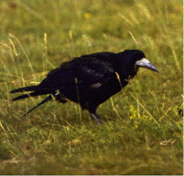 bird