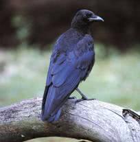 bird