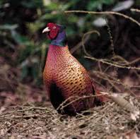 bird