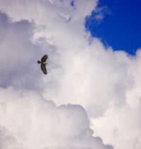 bird