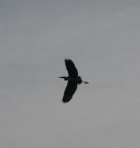 bird