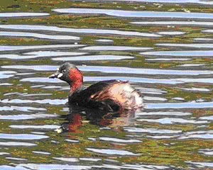 bird