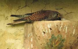 bird