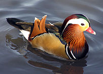 bird