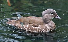 bird